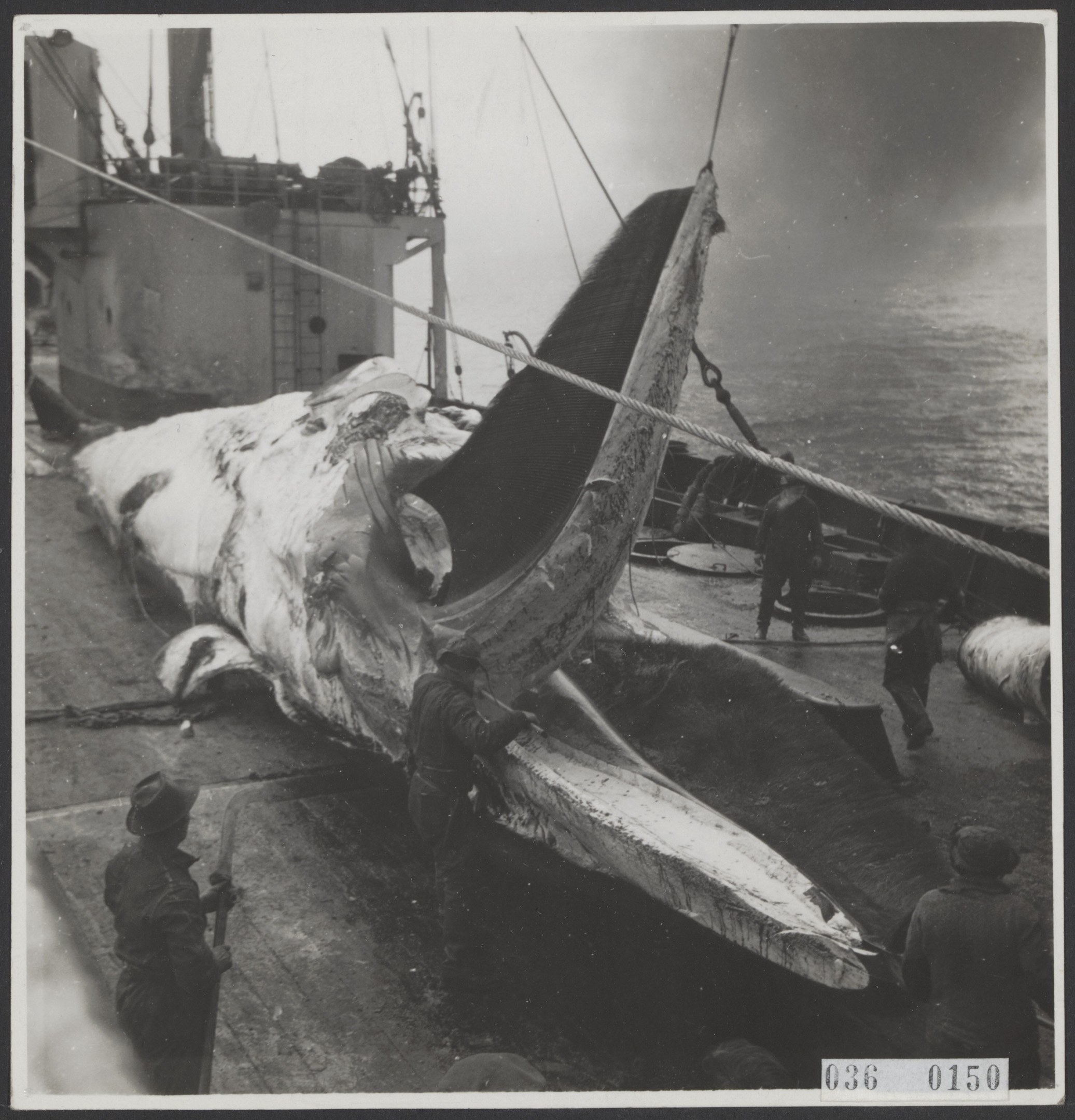 Schwarzes und weißes Foto eines Wals, der von einem Boot mit Seilen aus dem Wasser gehoben wird, während Menschen in der Nähe stehen und ein Schiff im Hintergrund zu sehen ist.