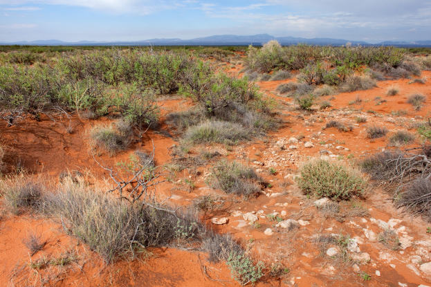 Eine Wüstenlandschaft mit rotem Sand, spärlicher Vegetation einschließlich Pflanzen und Steinen, Hügel im Hintergrund und eine bewölkte Himmel.
