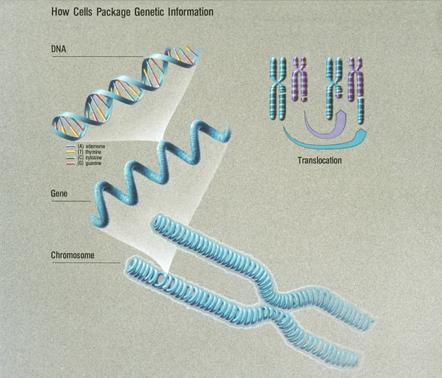 Diagramm eines DNA-Moleküls mit erklärendem Text zur genetischen Informationsverpackung.