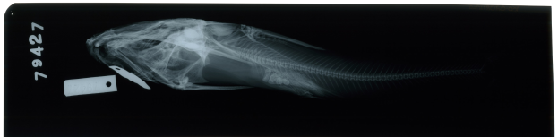 Röntgenbild eines Hundebeins mit einem weißen Objekt und Zahlen auf der linken Seite vor einem schwarzen Hintergrund.