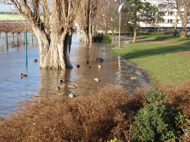 Ein überfluteter Park mit Enten, die im Wasser schwimmen, umgeben von Gras, Pflanzen, Bäumen, Pfählen und Gebäuden mit Fenstern im Hintergrund unter einem klaren Himmel.