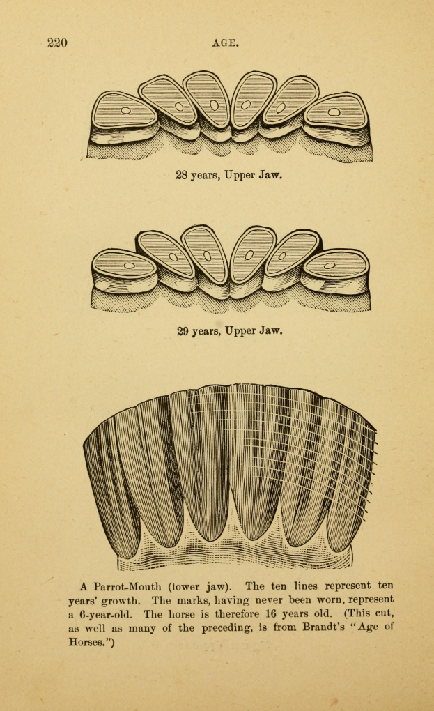 Eine Seite aus einem Buch mit einer Zeichnung eines Zahns, einem Diagramm von Zähnen und begleitendem Text, der Informationen über Zähne bereitstellt.