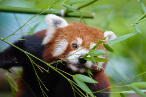 Ein roter Panda isst Bambus in einem Zoo, umgeben von saftig grünen Blättern, mit einem unscharfen Hintergrund.