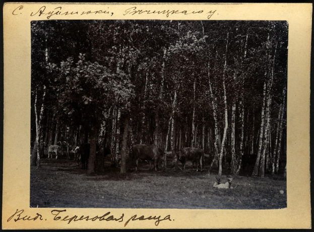 Schwarzes und weißes Foto von Kühen, die auf einer bewaldeten Fläche grasen, mit Text unten.