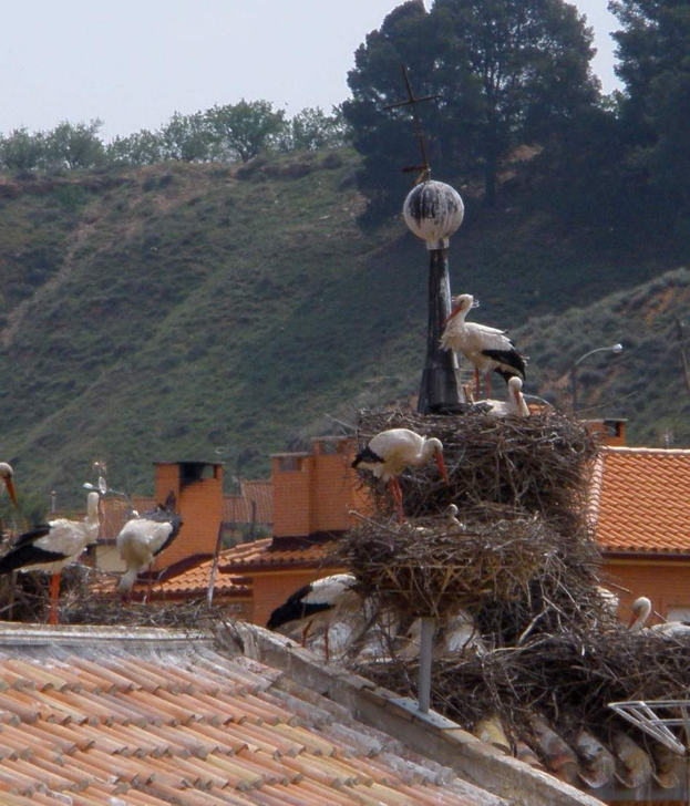 Eine Gruppe weißer Störche auf einem Dach mit einem Nest im Vordergrund und Bäumen auf einem Hügel im Hintergrund unter einem sichtbaren Himmel.