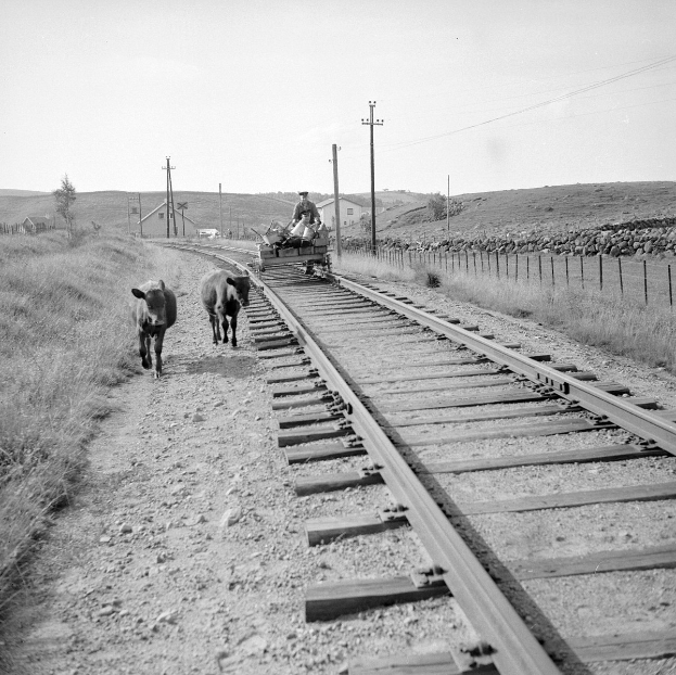 Schwarz-weiß-Foto von zwei Kühen, die auf den Schienen gehen, mit einer Person auf einem Fahrzeug im Vordergrund, Gras und einem Zaun auf beiden Seiten der Schienen und Pfählen, Häusern, Bäumen und dem Himmel im Hintergrund.