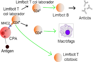 Eine Abbildung einer Zelle mit einem grünen Pfeil nach links und einem roten Pfeil nach rechts, die die Mechanismen einer Lymphozyt-Kollaborator-Krebszelle veranschaulicht.