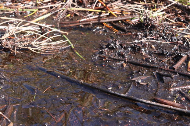 Ein kleiner Bach fließt durch einen Wald, mit Schlamm, Stöcken und Gras im Wasser sichtbar.