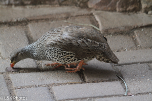 Ein graues Rebhuhn mit schwarzen und weißen Flecken steht auf dem Boden neben einer Backsteinmauer, Flügel gespreizt, als würde es gleich fliegen, Schnabel leicht geöffnet und Augen nach vorn gerichtet.