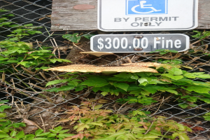 Ein Holztisch mit einer Tafel, auf der steht "Nur mit Erlaubnis" und einem Pilz darauf, mit etwas Grün im Hintergrund.
