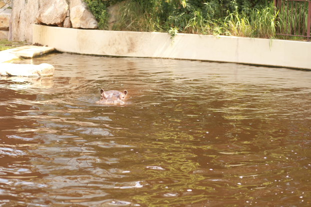 Ein Flusspferd schwimmt im Wasser in der Nähe eines Zauns, umgeben von Felsen, Pflanzen und Bäumen.