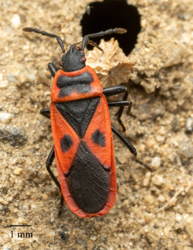 Ein roter und schwarzer Feuerkäfer auf Erde mit einem Loch in der Mitte und Text unten.
