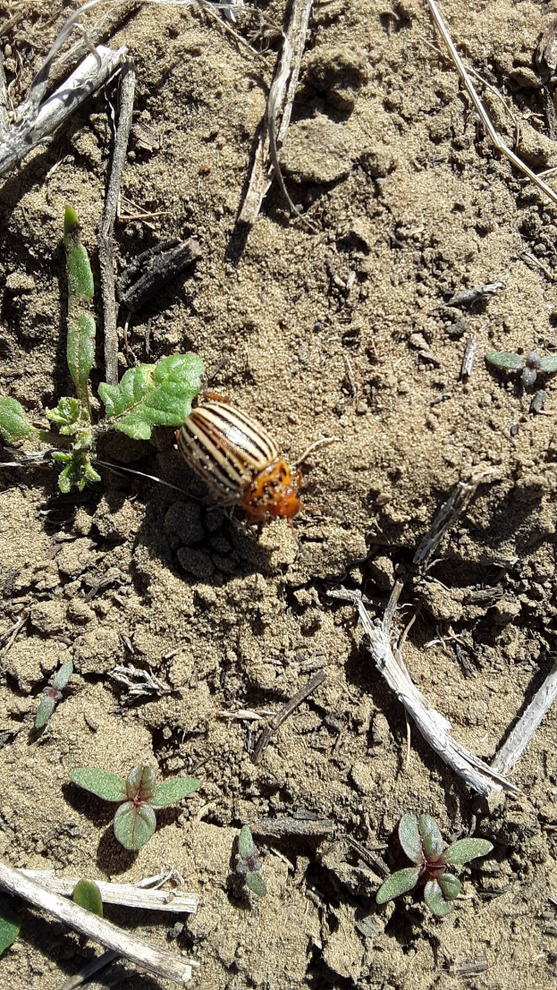Kölner Kartoffelkafer auf dem Boden zwischen kleinen Pflanzen und hölzernen Stäben.