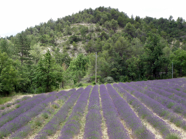 Ein vibrierendes Lavendelfeld in der Provence, Frankreich, mit lila Blüten in voller Blüte, grünen Bäumen und Strommasten mit Drähten unter einem klaren blauen Himmel.