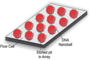 Diagramm einer DNA-Nanokugel, die in einer Durchflusszelle über einer geätzten Vertiefung in einem Array positioniert ist, mit begleitendem erklärendem Text auf einem weißen Hintergrund.