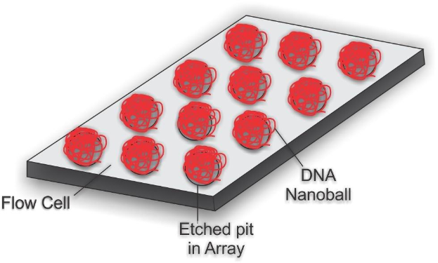 Diagramm einer DNA-Nanokugel, die in einer Durchflusszelle über einer geätzten Vertiefung in einem Array positioniert ist, mit begleitendem erklärendem Text auf einem weißen Hintergrund.