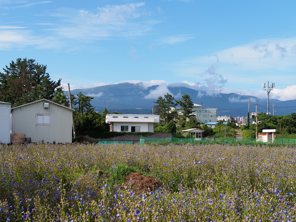 Eine Stadtansicht mit zahlreichen Gebäuden, Bäumen, einem Berg im Hintergrund, einem klaren Himmel, einem Strommast mit Drähten und Grünfläche im Vordergrund.