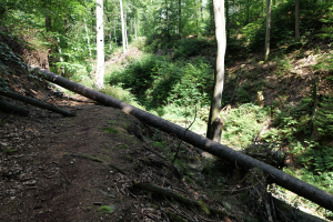Ein Wanderweg im Wald mit einem umgestürzten Baum am Rand, umgeben von trockenen Blättern und Pflanzen, mit vielen Bäumen im Hintergrund.